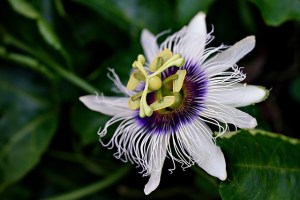 Image by hartono subagio from Pixabay