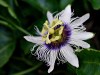 Image by hartono subagio from Pixabay