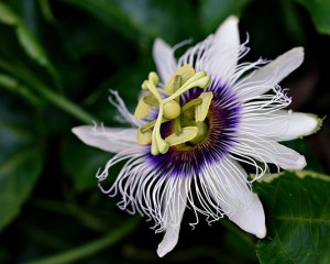 Image by hartono subagio from Pixabay